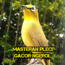 Masteran Pleci Gacor Ngerol APK