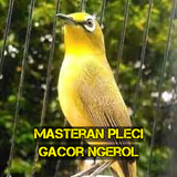 Masteran Pleci Gacor Ngerol أيقونة