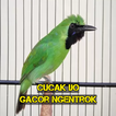 Cucak Ijo Gacor Ngentrok