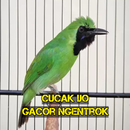 Cucak Ijo Gacor Ngentrok APK