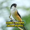 Cendet Madura Gacor Ngerol