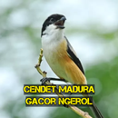 Cendet Madura Gacor Ngerol APK