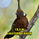 Cililin Masteran Juara APK