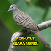 Perkutut Suara Merdu