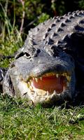 Alligator Wallpaper پوسٹر