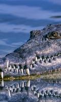 Alligator Wallpaper اسکرین شاٹ 1