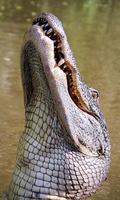 Alligator Wallpaper اسکرین شاٹ 2