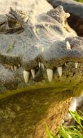 Alligator Wallpaper اسکرین شاٹ 3
