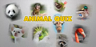 Scratch and guess the animal