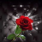 imagenes de rosas y flores 圖標