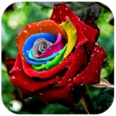 download rosas de amor frases de amor con rosas-rosas rojas APK