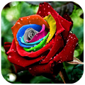 love roses love phrases with red roses-roses