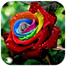 rosas de amor frases de amor con rosas-rosas rojas APK