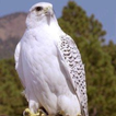 Falcon wallpapers icône