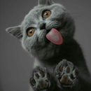 Wallpapers Cat (2) 4k 2023 APK