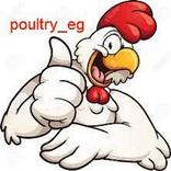 poultry egypt