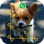 AppLock Live Theme - Corgi icône