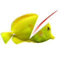 Swipe To Cut Swimming Fish