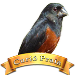 Canto do Curió Praia Grande