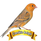Canário Belga : Cantar Muito biểu tượng