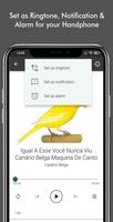 Canário Belga : Cantar Muito ảnh chụp màn hình 2