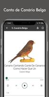 Canário Belga : Cantar Muito ảnh chụp màn hình 3