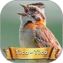 Canto do TICO-TICO Selvagem APK