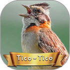 Canto do TICO-TICO Selvagem biểu tượng