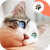Meoow: Cat Sounds APK