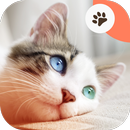 Meoow: Cat Sounds APK