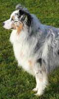 Australian Shepherd Dogs Theme โปสเตอร์