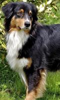 Australian Shepherd Dogs Theme ภาพหน้าจอ 1