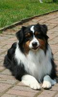 Australian Shepherd Dogs Theme ภาพหน้าจอ 2