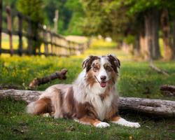 Australian Shepherd Dogs Theme ภาพหน้าจอ 3