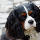 Cavalier Spaniel Dogs Themes aplikacja