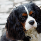 Cavalier Wallpaper cão Spaniel ícone