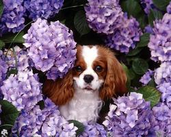 Cavalier Spaniel Dog Wallpaper capture d'écran 3