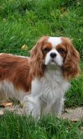 Cavalier Spaniel Dog Wallpaper Affiche