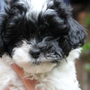 Shih Poo Dogs Wallpapers aplikacja