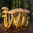 Mushroom Guide and Identifier APK