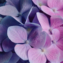 Floral Wallpaper APK