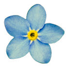 NoMeOlvides icon