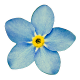NoMeOlvides icon