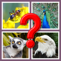 Guess the Animal
