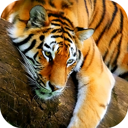 Tiger 3D Live Wallpaper