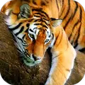 Tiger 3D Live Wallpaper