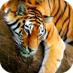 Tiger 3D Live Wallpaper APK  for Android – Download Tiger 3D Live  Wallpaper APK Latest Version from 