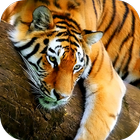 Tiger 3D Live Wallpaper simgesi