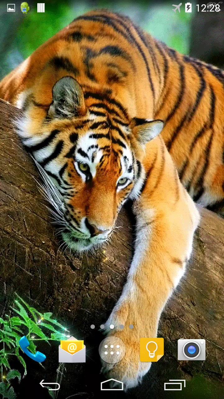 tiger wallpaper 3d