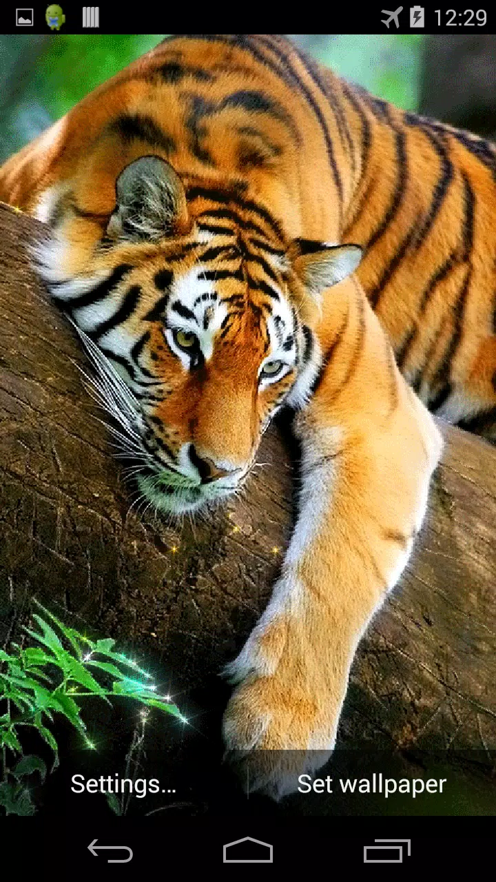 Tigers by Live Wallpaper HD 3D live wallpaper for Android. Tigers